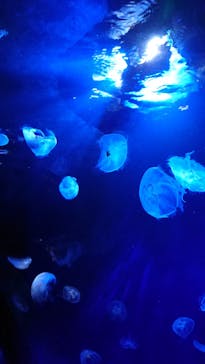 サンシャイン水族館に投稿された画像（2021/11/12）