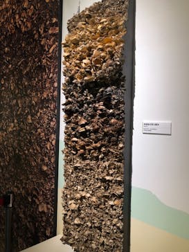 特別展「縄文2021―東京に生きた縄文人―」(江戸東京博物館）に投稿された画像（2021/11/12）