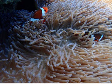 マリンクラブジジに投稿された画像（2021/11/12）