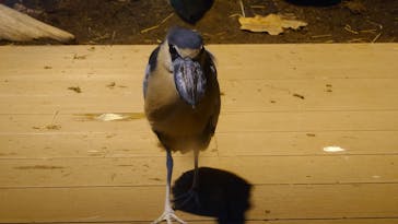 カワスイ 川崎⽔族館に投稿された画像（2021/11/12）