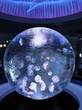 新江ノ島水族館に投稿された画像（2021/11/12）