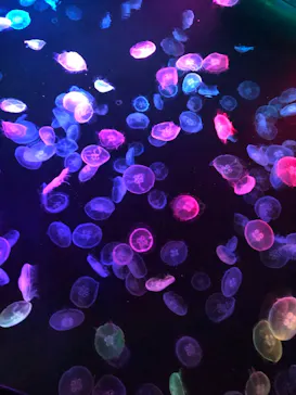 すみだ水族館に投稿された画像（2021/11/12）