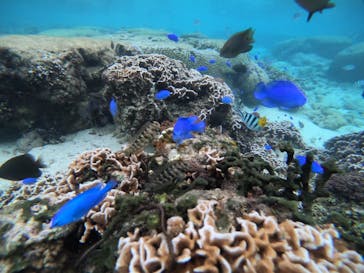 武藤潜水に投稿された画像（2021/11/12）