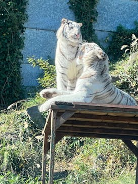 伊豆アニマルキングダムに投稿された画像（2021/11/13）