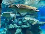 名古屋港水族館に投稿された画像（2021/11/13）