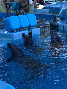 名古屋港水族館に投稿された画像（2021/11/13）