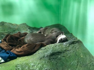 しながわ水族館に投稿された画像（2021/11/13）