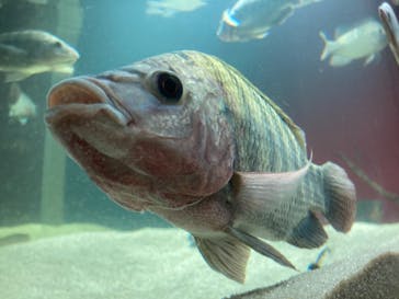 カワスイ 川崎⽔族館に投稿された画像（2021/11/13）