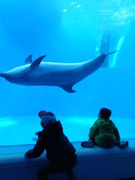 上越市立水族博物館 うみがたりに投稿された画像（2021/11/13）