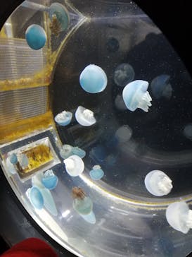 上越市立水族博物館 うみがたりに投稿された画像（2021/11/13）