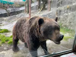 のぼりべつクマ牧場に投稿された画像（2021/11/13）
