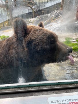 のぼりべつクマ牧場に投稿された画像（2021/11/13）