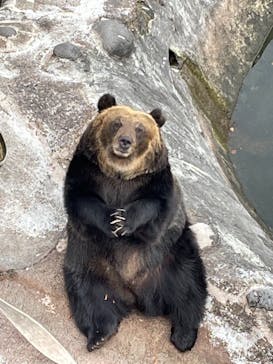 のぼりべつクマ牧場に投稿された画像（2021/11/13）