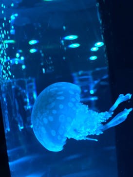 マクセル アクアパーク品川に投稿された画像（2021/11/13）