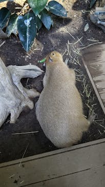 カワスイ 川崎⽔族館に投稿された画像（2021/11/13）