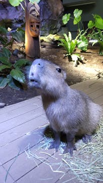 カワスイ 川崎⽔族館に投稿された画像（2021/11/13）