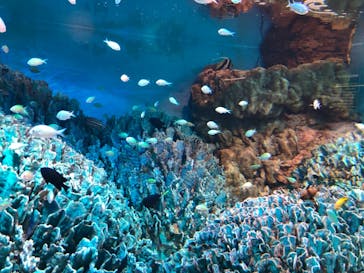 サンシャイン水族館に投稿された画像（2021/11/13）
