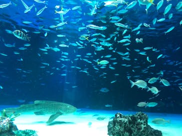 サンシャイン水族館に投稿された画像（2021/11/13）