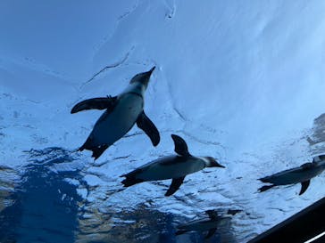 サンシャイン水族館に投稿された画像（2021/11/13）