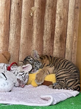 しろとり動物園に投稿された画像（2021/11/13）