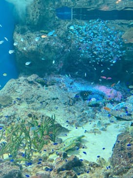 マクセル アクアパーク品川に投稿された画像（2021/11/13）