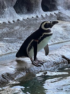 しながわ水族館に投稿された画像（2021/11/13）