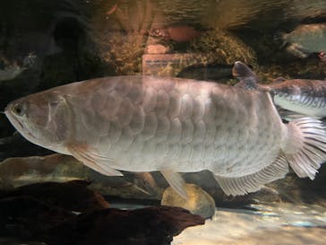 しながわ水族館に投稿された画像（2021/11/13）