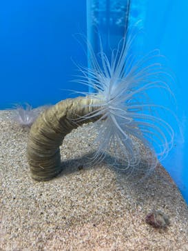 しながわ水族館に投稿された画像（2021/11/13）