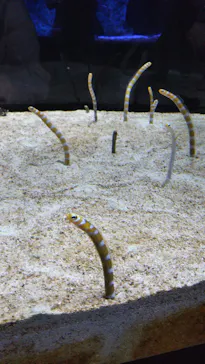 すみだ水族館に投稿された画像（2021/11/13）