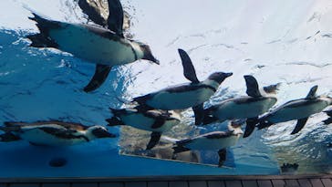 サンシャイン水族館に投稿された画像（2021/11/13）