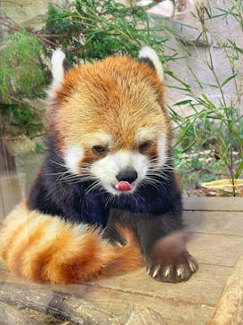 那須どうぶつ王国に投稿された画像（2021/11/13）