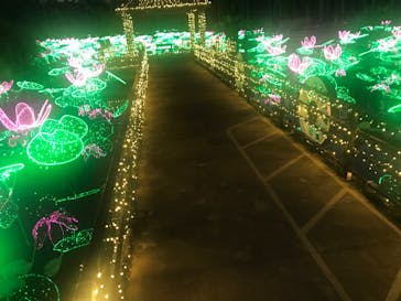 美らヤシパークオキナワ・東南植物楽園に投稿された画像（2021/11/13）