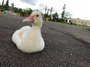 美らヤシパークオキナワ・東南植物楽園に投稿された画像（2021/11/13）