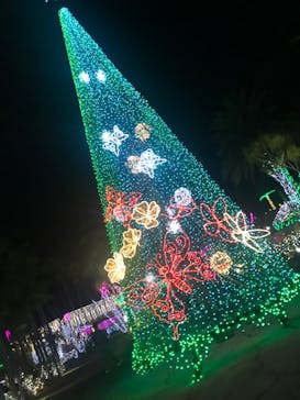 美らヤシパークオキナワ・東南植物楽園に投稿された画像（2021/11/13）