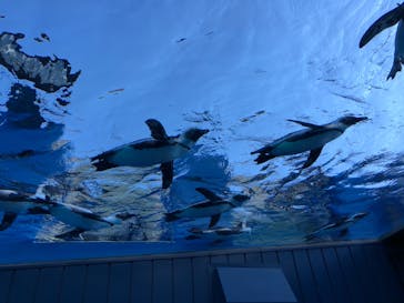 サンシャイン水族館に投稿された画像（2021/11/13）