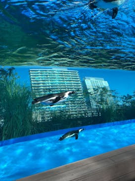 サンシャイン水族館に投稿された画像（2021/11/13）