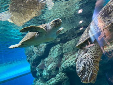 名古屋港水族館に投稿された画像（2021/11/13）