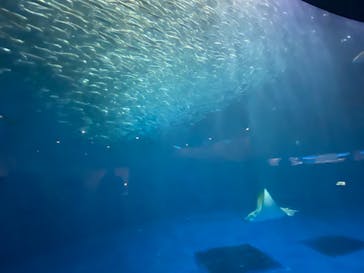 名古屋港水族館に投稿された画像（2021/11/13）