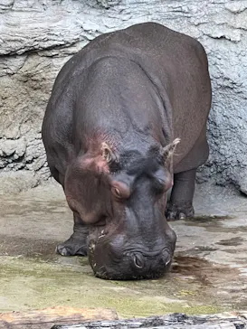 天王寺動物園に投稿された画像（2021/11/13）