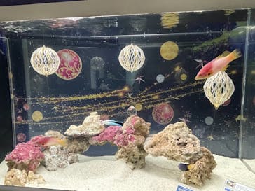 マクセル アクアパーク品川に投稿された画像（2021/11/13）