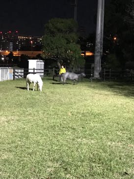 東京メガイルミに投稿された画像（2021/11/13）