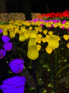 さがみ湖MORI MORIに投稿された画像（2021/11/13）