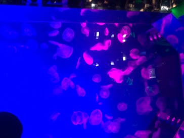 名古屋港水族館に投稿された画像（2021/11/13）