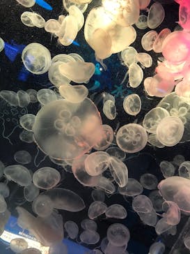 しながわ水族館に投稿された画像（2021/11/13）