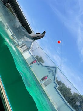 しながわ水族館に投稿された画像（2021/11/13）