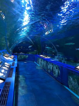 しながわ水族館に投稿された画像（2021/11/13）