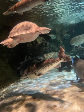 しながわ水族館に投稿された画像（2021/11/13）