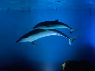 横浜・八景島シーパラダイスに投稿された画像（2021/11/13）