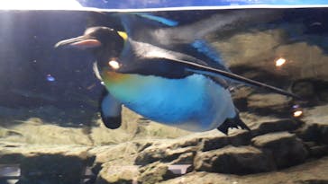 マクセル アクアパーク品川に投稿された画像（2021/11/13）