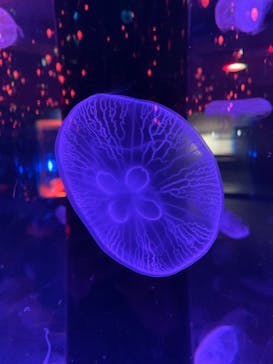 マクセル アクアパーク品川に投稿された画像（2021/11/13）